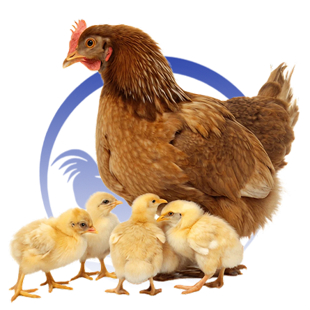 chicken