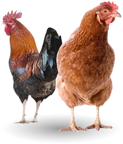 decor-chicken