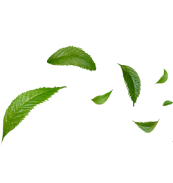 decor-leaf