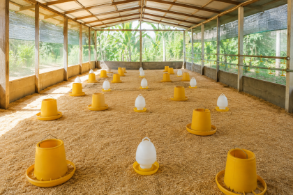 Hướng Dẫn Chuẩn Bị Chuồng Trại Trước Khi Nhận Gà Tre Giống