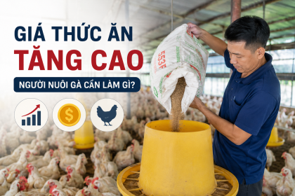 Giá Thức Ăn Chăn Nuôi Tăng Cao: Người Nuôi Gà Cần Làm Gì?