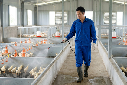 Cách hạn chế vi khuẩn và mầm bệnh trong khu vực chăn nuôi