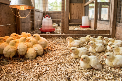 Cách nhận biết gà con đang bị nóng hoặc bị lạnh trong chuồng úm