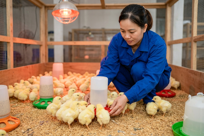 Gà con mới về chuồng cần chăm sóc như thế nào trong 24 giờ đầu