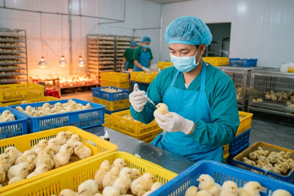 Gà giống được tiêm vaccin trước khi giao mang lại lợi ích gì