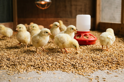 Lựa chọn chất độn chuồng phù hợp cho gà con