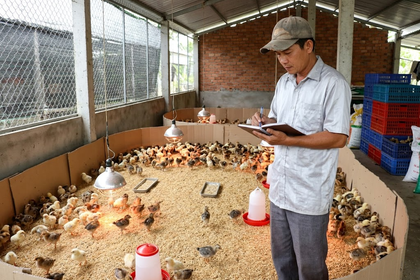 Nên đặt gà giống trước bao lâu để chủ động kế hoạch chăn nuôi