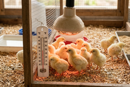 Nhiệt độ úm gà con bao nhiêu là phù hợp theo từng tuần tuổi