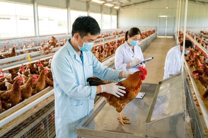 Quy trình chọn lọc đàn bố mẹ có vai trò gì trong sản xuất gà giống